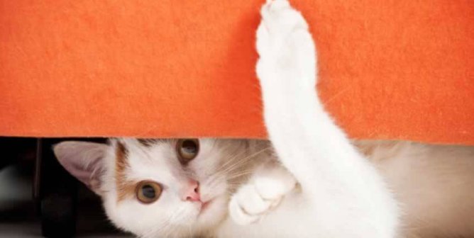 Surprised-looking cat peeking out from below couch