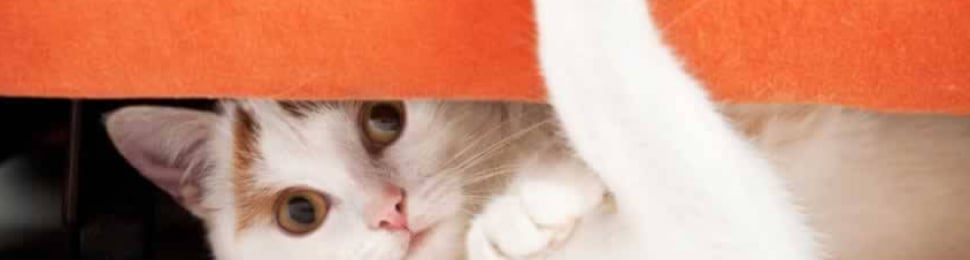 Surprised-looking cat peeking out from below couch