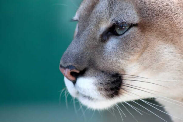 Mountain lion in the wild