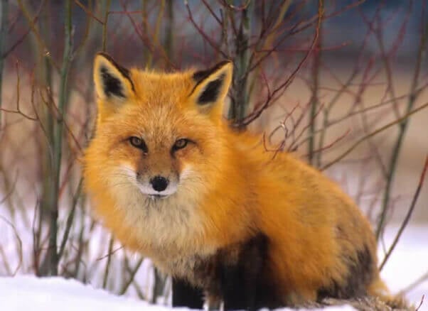 Fox in snow