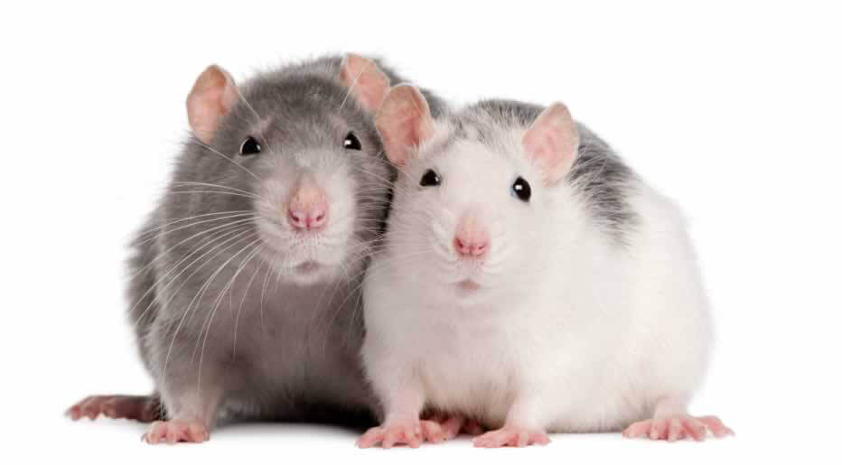 2016: Raspberry Council Groups Stop Funding Cruel Experiments on Rats