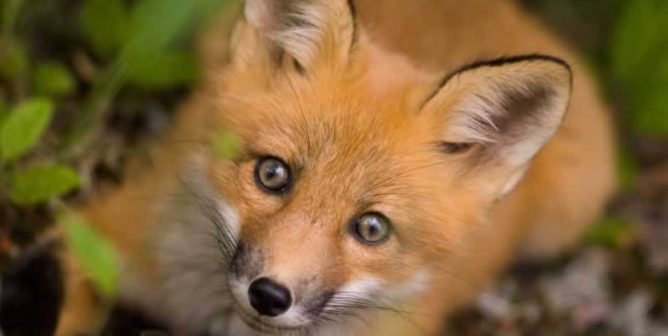 eBay Shoppers, Beware! Some Sellers Label Animal Fur as Faux Fur