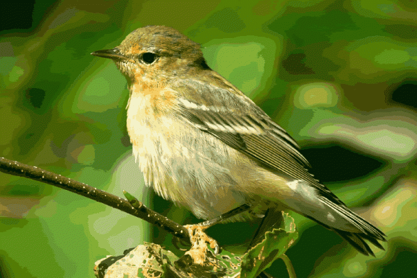 Blackpoll warbler