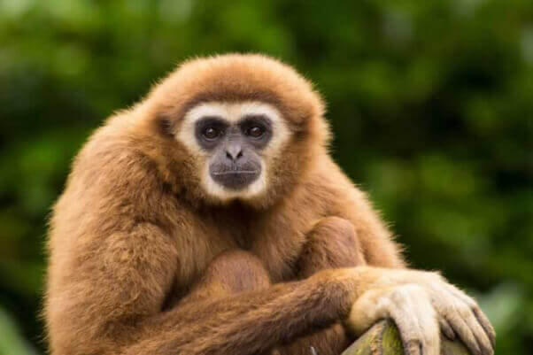 Gibbon in Borneo Rainforest