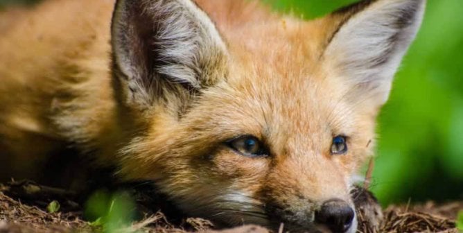 Fashion Retailers: Here’s Your Guide to Suppliers of Vegan Materials