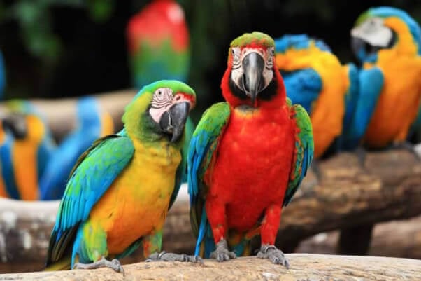never buy scarlet macaws or other birds for sale as pets
