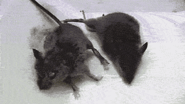https://www.peta.org/wp-content/uploads/2015/05/mouse-1-1.gif