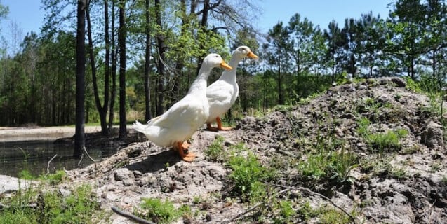 After less than three months at their beautiful new home, Harry and Houdini are flourishing—just look how they