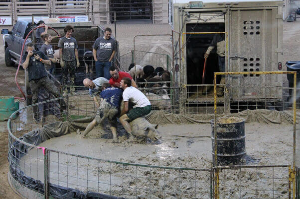 pig-wrestling