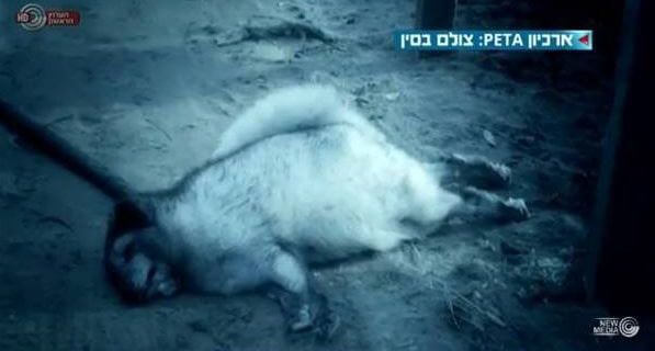 PETA footage on Israeli  news program