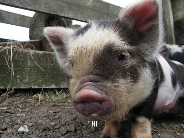 small spotted piglet