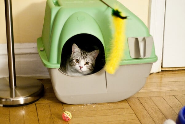 Kitten in Litter Box