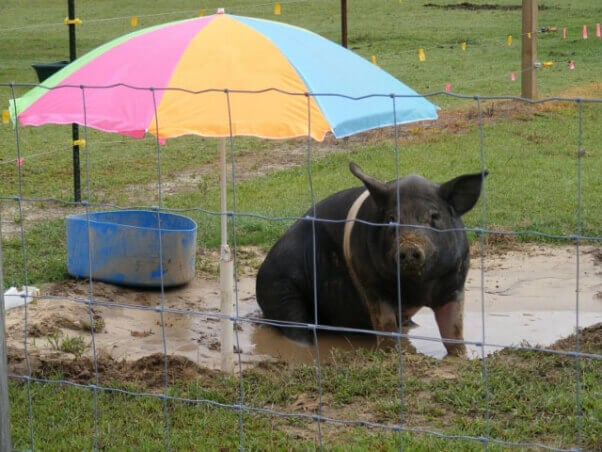 Big Boy Umbrella