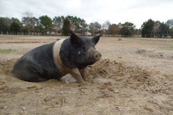 Big Boy in Mud