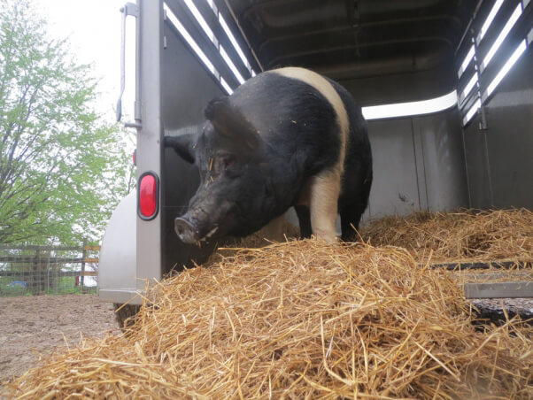 Big boy in trailer