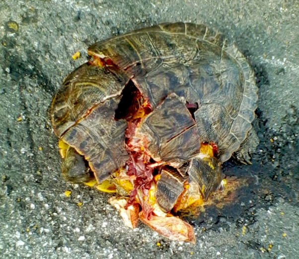Crushed Turtle on the road