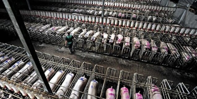 Pigs on Factory Farm