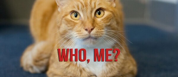 orange cat asks who me?