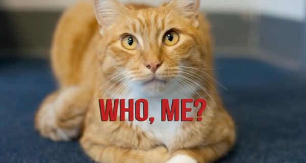 Tabby Cat Says "Who, Me?"