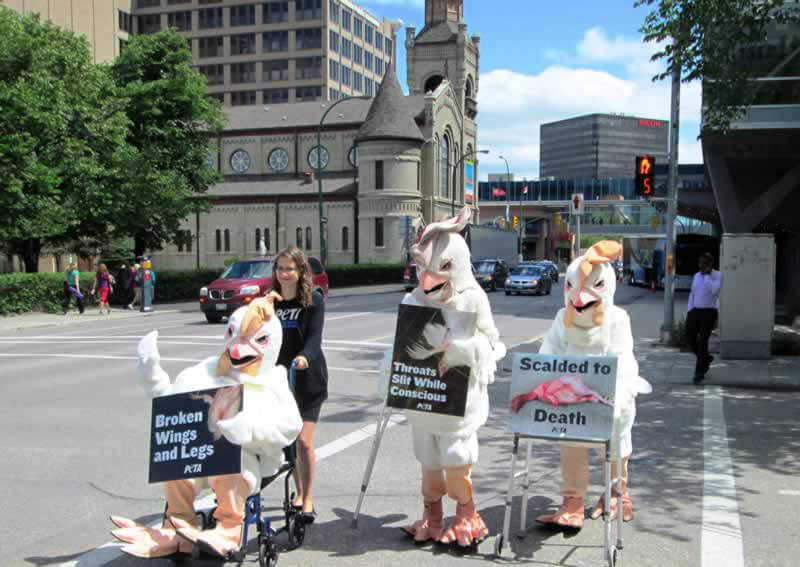 Crippled Chickens Cross The Road To Protest Poultry Groups Meeting