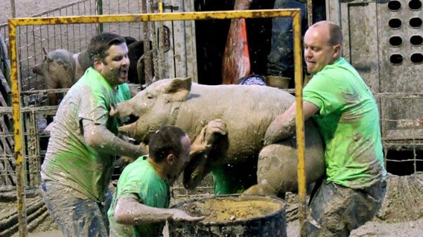 Pig Wrestling guys carry pig to a barrel