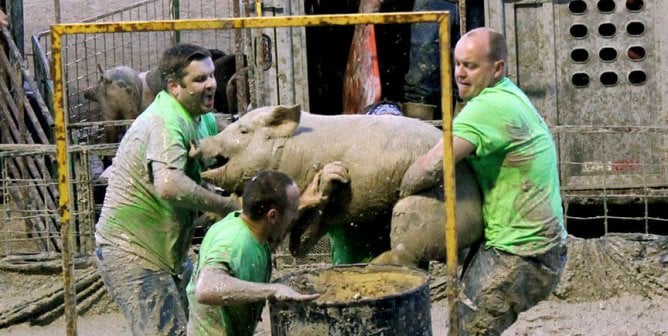 Pig Wrestling guys carry pig to a barrel
