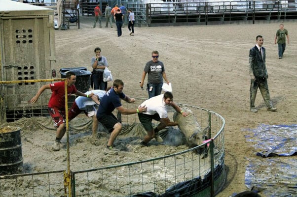 Guys Chase pig around cage at pig wrestling event