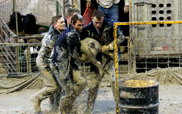 Pig Wrestling men carrying a pig to a barrel