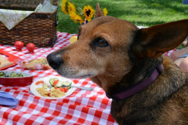 Piper Picnic