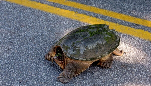 Help turtles cross the road