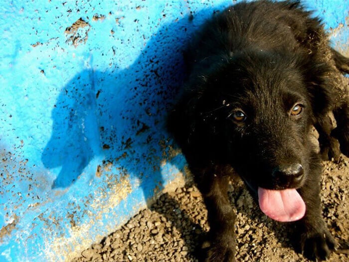 What to Do if You Find a Stray Dog or Cat | PETA