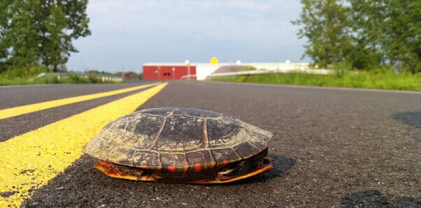 Turtle in the middle of the road