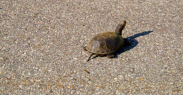 Help turtles cross the road