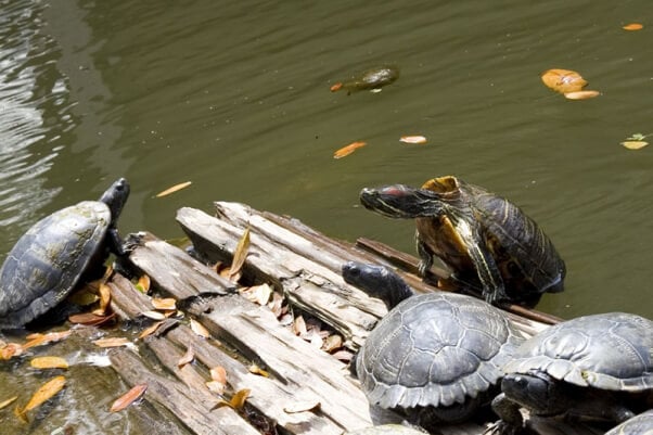 Turtle crawling out of the water