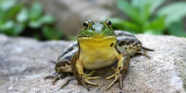 american-bullfrog