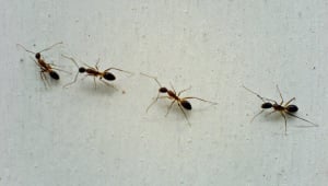 Humane, Natural, and Organic Animal and Insect Control