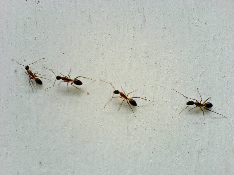 Tips For Humane Nontoxic Ant Control Peta