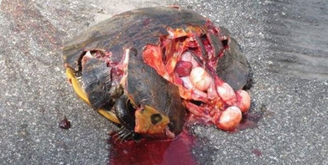 Crushed Turtle Still Alive