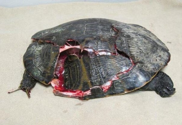 Crushed Turtle Shell