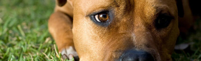 Close-up of brown pit bull lying on grass