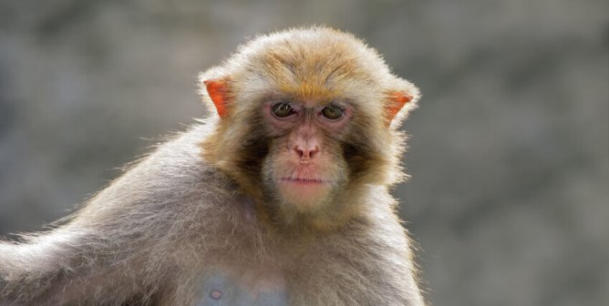 rhesus macaque who is dorothy
