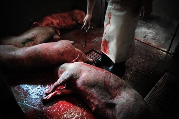 Pig at slaughterhouse after pig wrestling event