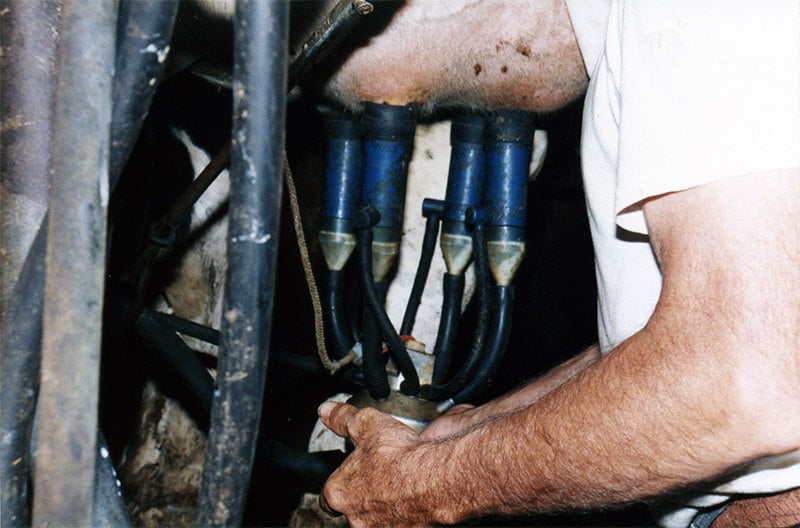 Here Are 11 Reasons Why Milk Is Bad for You PETA Living