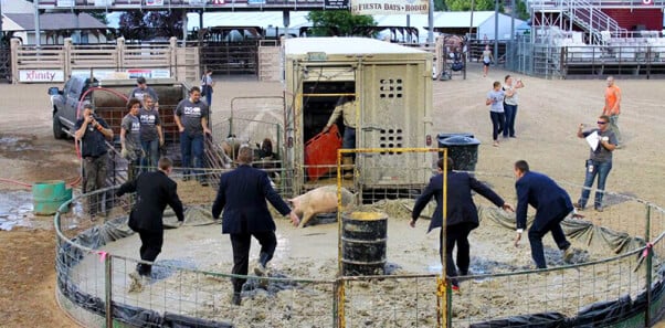 Men in Suits surround pig at pig wrestling event