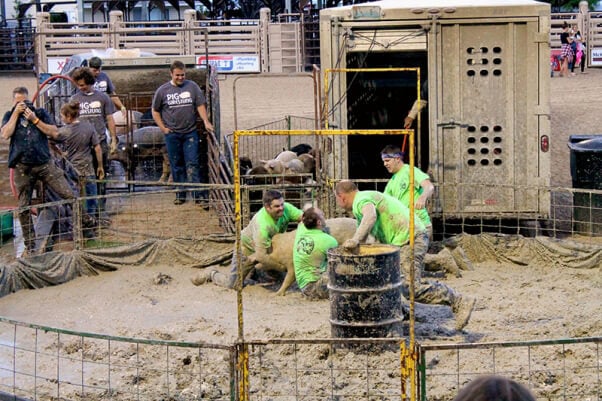 Men Wrestling with pig at pig wrestling event