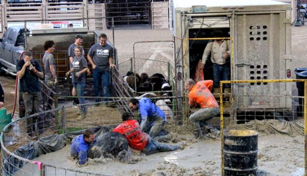 guys tackle pig at pig wrestling event