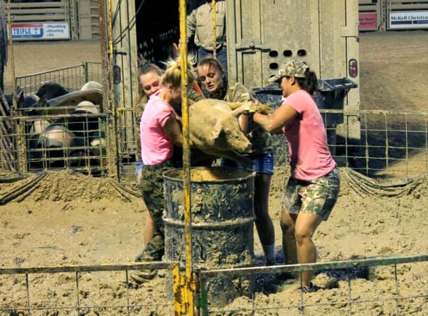 Girls prepare to dump pig into a barrel at pig wrestling event