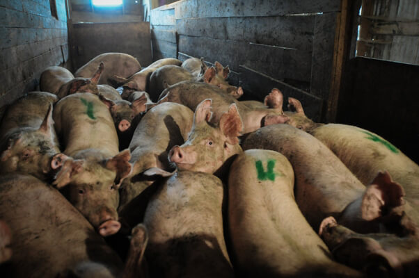 Pigs on truck after pig wrestling event