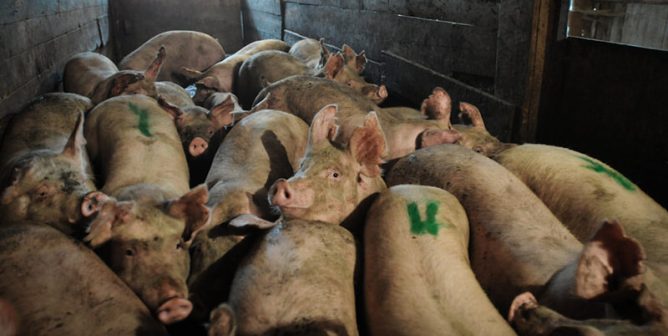Pigs on truck after pig wrestling event