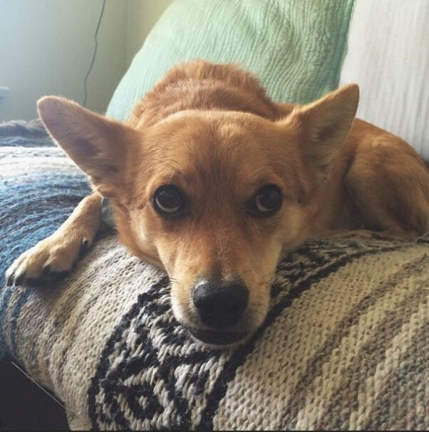 Dog on Bed